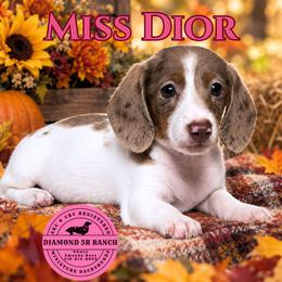 MISS DIOR - Dapple female Dachshund puppy in Columbia, Louisiana from Diamond 5R Ranch AKC & CKC Miniature Dachshunds