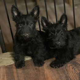 Irish Terrier and Scottish Terrier Puppies from Avonlea Terriers