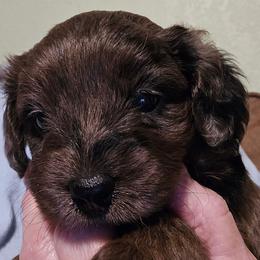 Sadie - Red merle female Aussiedoodle puppy in Windom, Texas from Wild Farm Puppies