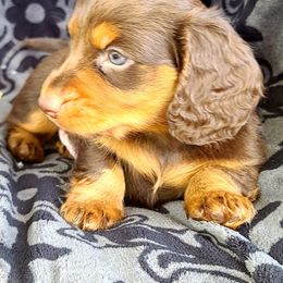 Dachshunds from DRA'S