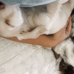 Cavapoos, Cockapoos, and Dachshunds from Little Valley Puppies