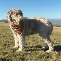 Spice - Goldendoodle