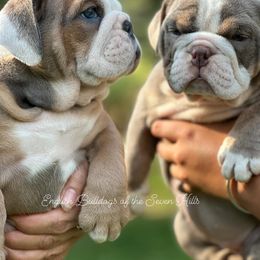 Bulldog Puppies from English Bulldogs of the Seven Hills