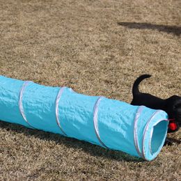 Labrador Retriever Puppies from Zumi's Labs