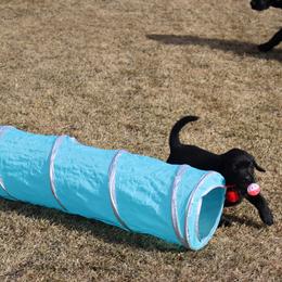 Labrador Retriever Puppies from Zumi's Labs