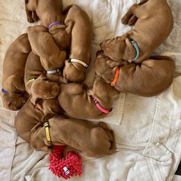 Wirehaired Vizsla Puppies from Nemes Wirehaired Vizslas
