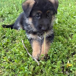 Blue collar - Black and red male German Shepherd puppy in Pana, Illinois from von Fenja German Shepherd Dogs
