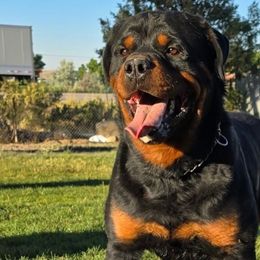 Elton - Rottweiler