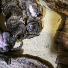 Doberman Pinscher and Great Dane Puppies from Draggin Dobermans & Great Danes