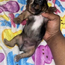 Lucky - Merle male Yorkipoo puppy in Gastonia, North Carolina from Dynasty Kennel