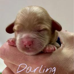 Darling - Red female Cockapoo puppy in Mocksville, North Carolina from Little Bear Doodles