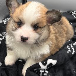Boy 1 - Red male Pembroke Welsh Corgi puppy in Glenwood, Minnesota from Minnewaska Corgi Co