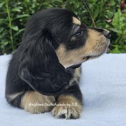 Kyleigh - Black and cream female Dachshund puppy in Ben Wheeler, Texas from Anytime Dachshunds by D.B.