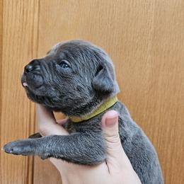 Yellow Collar Female - Gray female Cane Corso puppy in Lewistown, Montana from Corsi Amore Kennels