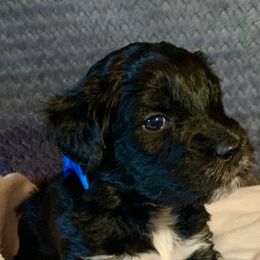 Aussiedoodle Puppies from Valley Doodles