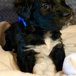 Aussiedoodle Puppies from Valley Doodles