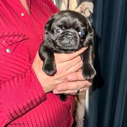 Mr Green - Black male Pug puppy in Arlington, Washington from Sweet Potato Pugs
