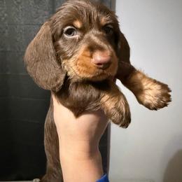 Rudolph AKC - Chocolate and tan male Dachshund puppy in Erie, Michigan from Champagne’s Grinch Toe’d Dachshunds