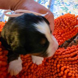 Pink - Black rust and white female Bernese Mountain Dog puppy in Auburn, Washington from MSM Bernese Mountain Dogs