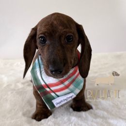 Nicole - Brindle female Dachshund puppy in Royse City, Texas from Truehearted Miniature Dachshunds