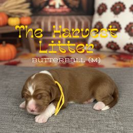 ButterBall - Red  male Goldendoodle puppy in Houston, Texas from Golden Life Doodles