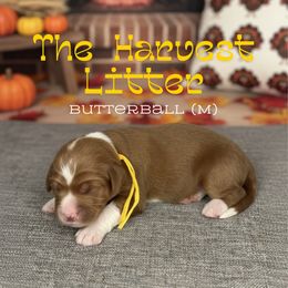 ButterBall - Red  male Goldendoodle puppy in Houston, Texas from Golden Life Doodles