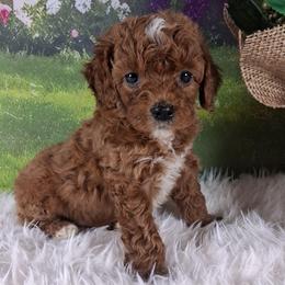 Peaches F1b - Red female Cavapoo puppy in Centerton, Arkansas from Velvet Paws Cavapoos