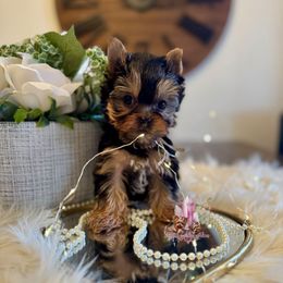 Jasper (Mini Shop and Hocus Pocus Lineage) - Black and tan male Yorkshire Terrier puppy in Pittsburg, California from Crystal Garden Yorkies