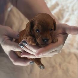 Beckham - Red male Cavapoo puppy in Fairmont, West Virginia from Ruby Heirloom Companions
