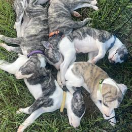 Whippet Puppies from Shannon Whippets