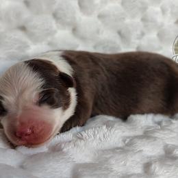 Penny - Red tri female Miniature Australian Shepherd puppy in Muskogee, Oklahoma from Tagalong Lane Australian shepherds