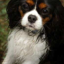 Alla De Russo Justi Toi - Cavalier King Charles Spaniel