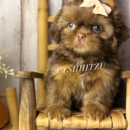 Princess B - Liver female Shih Tzu puppy in Xenia, Ohio from Crown & Tress Shih Tzu