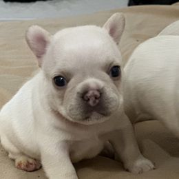French Bulldog and Labrador Retriever Puppies from Desiree Ortiz's French Bull Dogs and Labrador Retrievers