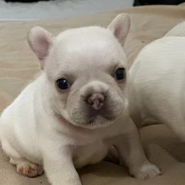 French Bulldog and Labrador Retriever Puppies from Desiree Ortiz's French Bull Dogs and Labrador Retrievers