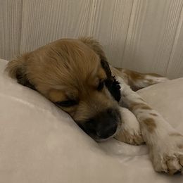 Bella - Cocker Spaniel
