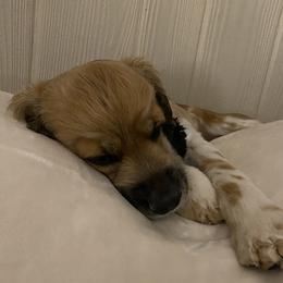 Bella - Cocker Spaniel