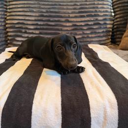 Bonnie - Black female Dachshund puppy in Waycross, Georgia from Southern Paws
