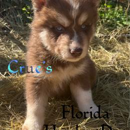 Crue's brown boy - Brown and white male Siberian Husky puppy in Trinity, Florida from Florida Husky Den