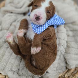 Harvey - Red  male Goldendoodle puppy in Fordland, Missouri from K&K's Puppy Kingdom