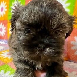 Jacob - Brindle male Shih Tzu puppy in Easley, South Carolina from Full of Shih Tzus
