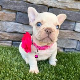 Daisy - White female French Bulldog puppy in Jacksonville, Florida from Jacksonville Frenchies