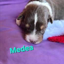 Medea - Red tri-color female Australian Shepherd puppy in Smithfield, Utah from Invictus Farms
