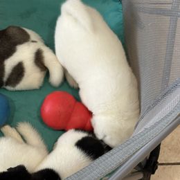 Akita Puppies from Gloe Akita's