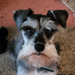 Collies and Miniature Schnauzers from Kennedy Miniature Schnauzers