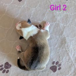 Girl 2 - Red female Pembroke Welsh Corgi puppy in Edinburgh, Indiana from J Bar M Corgis