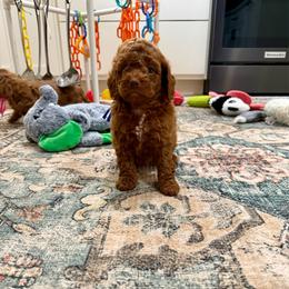 Rory - Red female Cockapoo puppy in Beresford, South Dakota from DAKOTA DOOD RANCH
