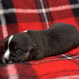Abby - Black and tan female American Corgi puppy in Washington, Arkansas from Foxy Knoll Farm
