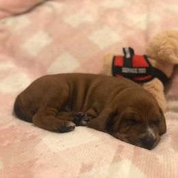 Redbone Coonhound Puppies from Helper Hounds