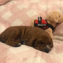 Redbone Coonhound Puppies from Helper Hounds